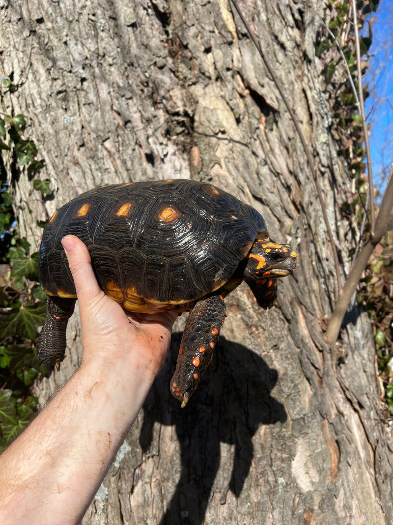 Barbados Red Foot Tortoise Adult Pair