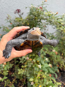 Adult Mississippi Diamondback Terrapin Female