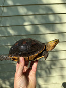 Chinese Box Turtle Adult Pair (Cuora flavomarginata)