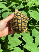 Eastern Hermann's Tortoise Female