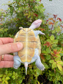 Ornate Diamondback Terrapin Female