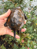 Franco-Italian Pond Turtle Adult Male