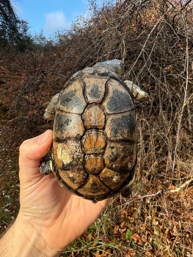 African Dwarf Mud Turtle Adult Female