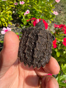 Alligator Snapping Turtle X Common Snapping Turtle