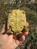 HI WHITE Leopard Tortoise 2024