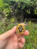Hi Color Yellow Baby Eastern Box Turtle