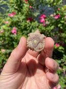 Albino Florida Snapping Turtle 2026