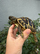 Eastern Hermann's Tortoise Adult Male