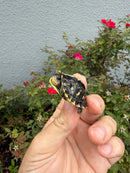 HI YELLOW Florida Box Turtle