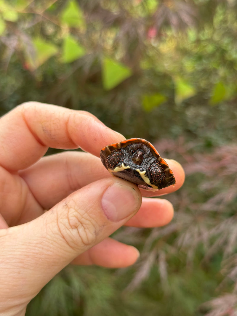 Vietnamese Black Breasted Leaf Turtle Baby 2025
