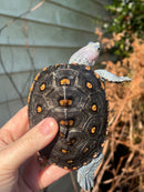 Ornate Diamondback Terrapin Female