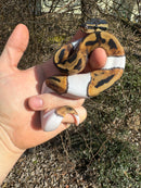 Hi White Pied Ball Python Female