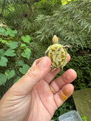 HI YELLOW Florida Box Turtle 2025