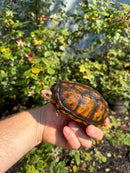 Hypo Yellow Scorpion Mud Turtle Adult Pair