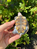 Ornate Diamondback Terrapin Female