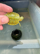 Hi Red Line Bred Pastel Red Eared Slider Turtle 2024