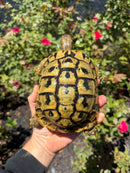 Eastern Hermann's Tortoise Adult Female