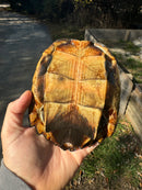 Black Marsh Turtle Adult Female