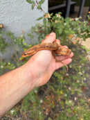 Red Salt Marsh Water Snake Adult Female