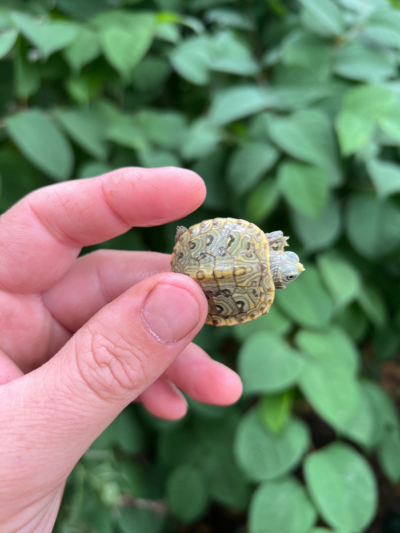 Pastel Clown Red Eared Slider Turtle 2024