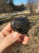 Spotted Turtle 2023 Female