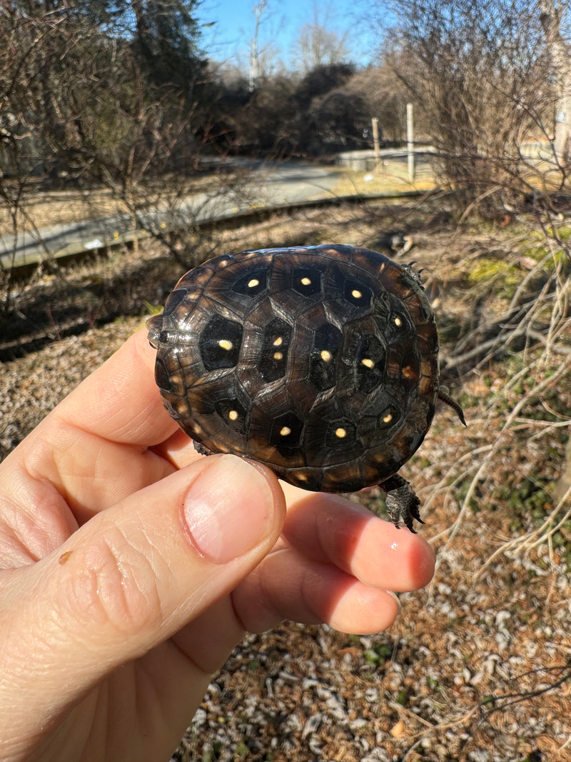 Spotted Turtle 2023 Female