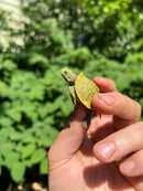 Pastel Clown Red Eared Slider Turtle 2024