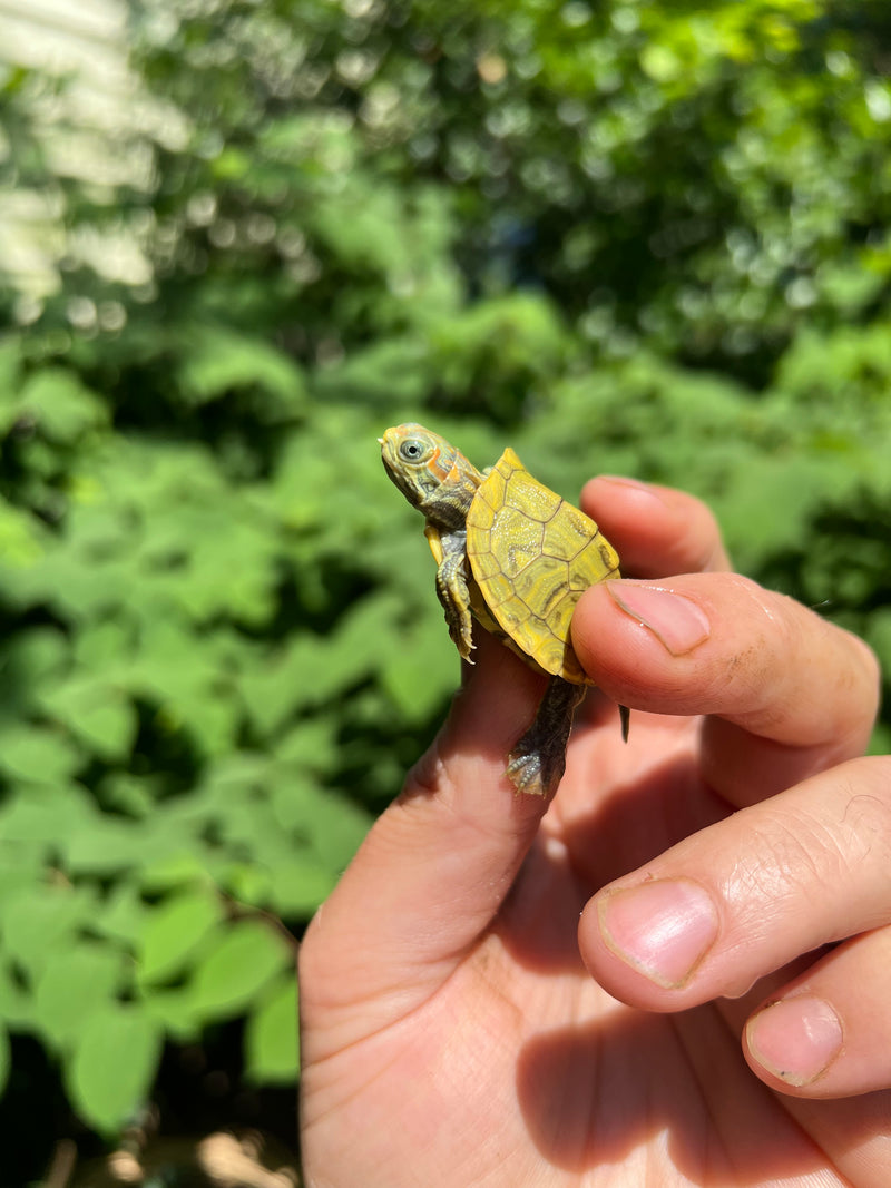 Pastel Clown Red Eared Slider Turtle 2024