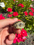 HI Yellow Desert Box Turtle