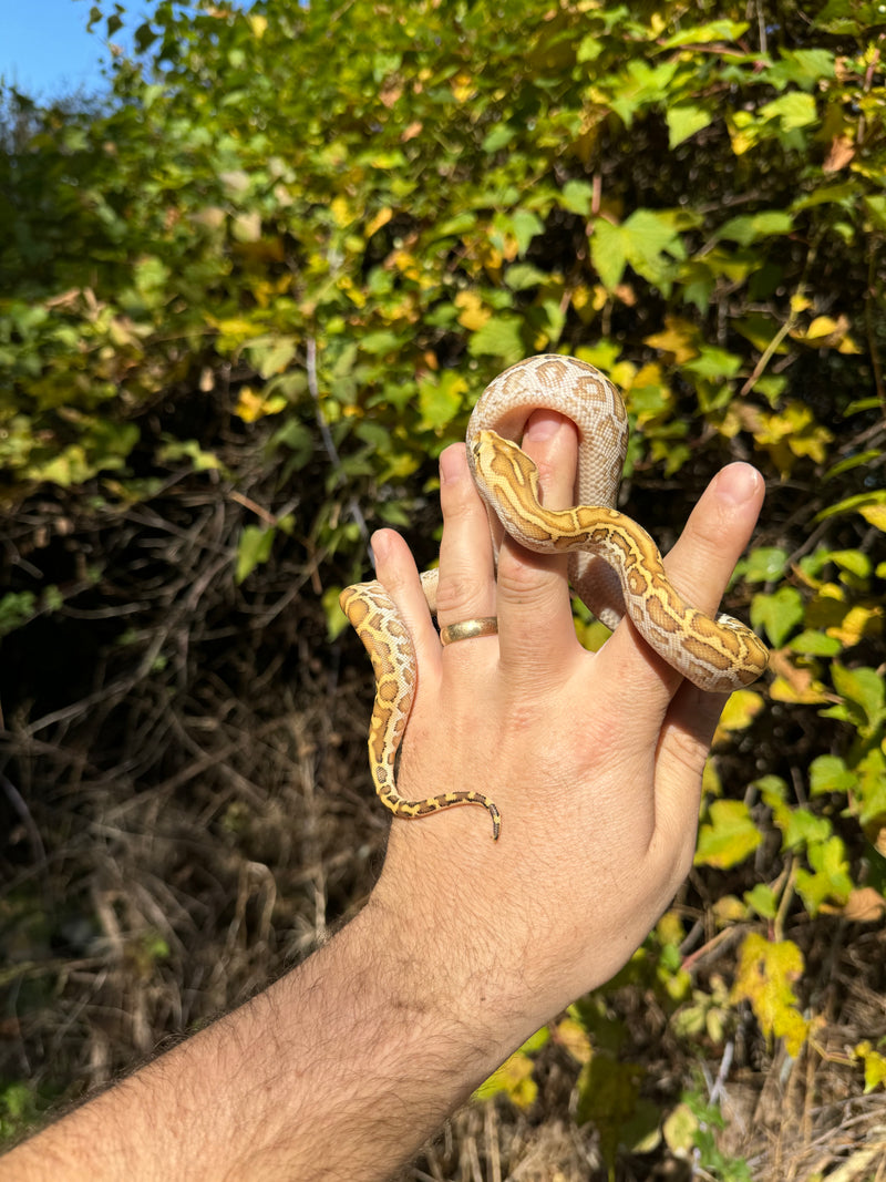 Hypo Burmese Python Female