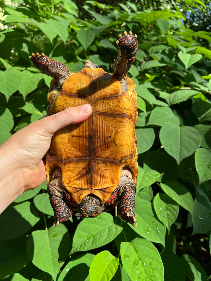 Suriname Red Foot Tortoise Adult Female