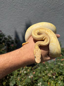 Banana Ball Python Mixed Morph Female