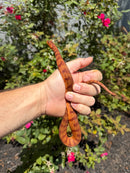 Red Salt Marsh Water Snake Adult Female