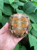 Spiny Hill Turtle CB 2023