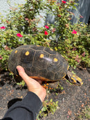 Red Foot Tortoise Adult Female