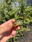 Florida Red Bellied Turtle X Peacock Slider