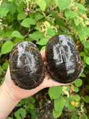 Adanson's Mud Turtles Pair
