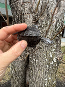 Hi Blue Concentric Diamondback Terrapin 2025