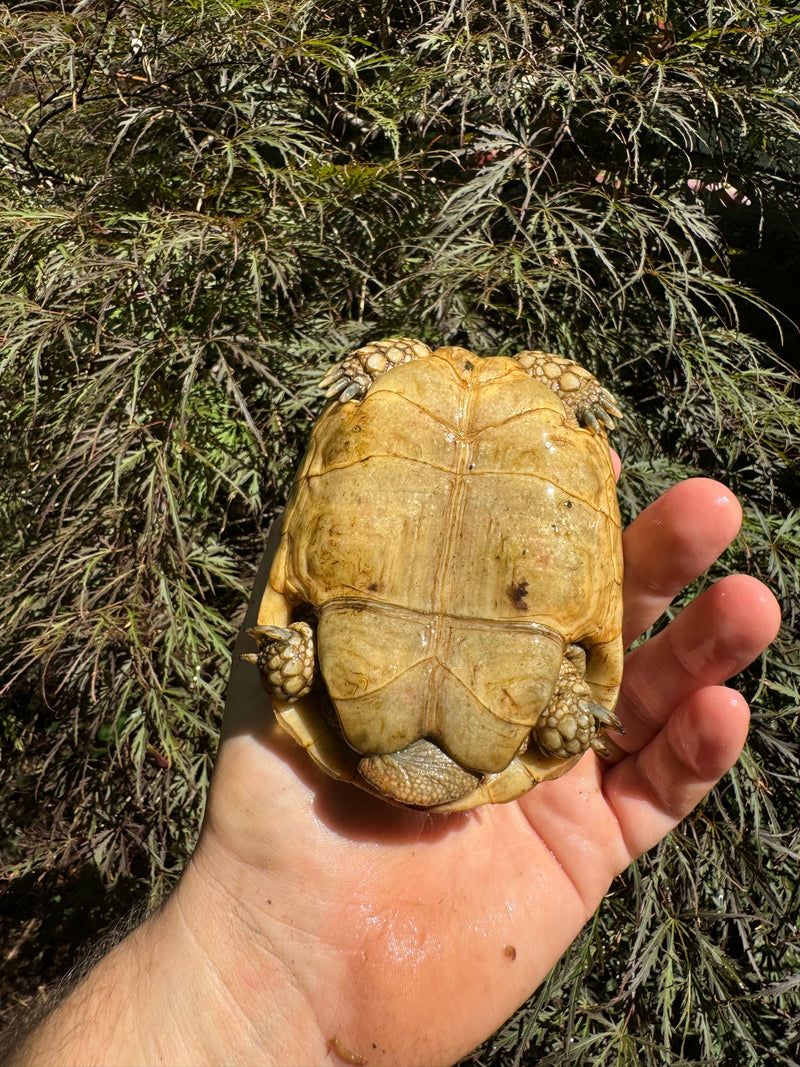 Syrian Golden Greek Tortoise Pair