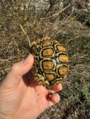 HI WHITE Leopard Tortoise 2024