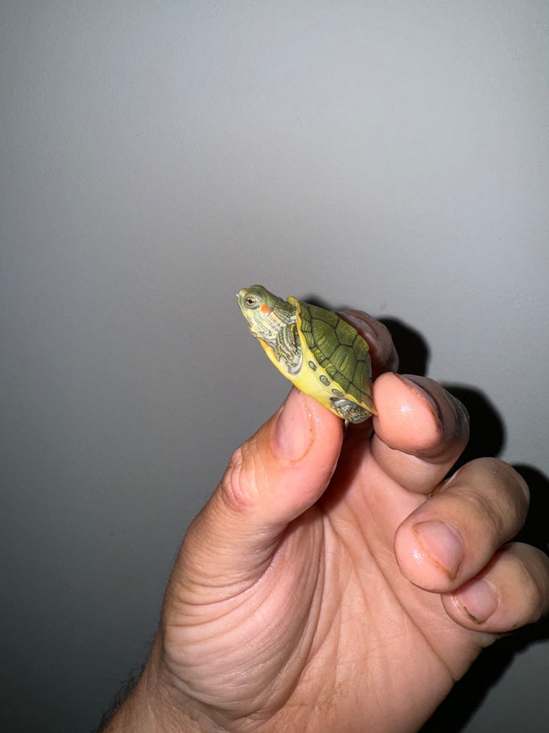 Genetic Pastel Red Eared Slider Turtle 2024