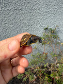 Hi Color Eastern Box Turtle Baby