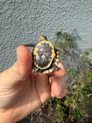 Hi Color Eastern Box Turtle Baby