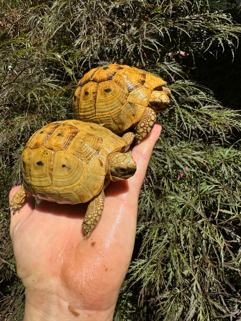 Syrian Golden Greek Tortoise Pair