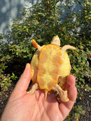 Albino Heiroglyphic River Cooter Turtle