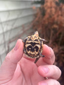 HI YELLOW Florida Box Turtle Baby