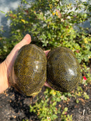 Sicilian Pond Turtle Adult Pair