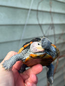 Ornate Diamondback Terrapin Female