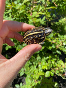 HI YELLOW Florida Box Turtle