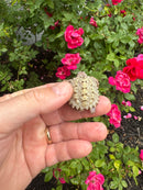 Albino Florida Snapping Turtle 2026